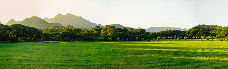 View of panoramic grass and forest