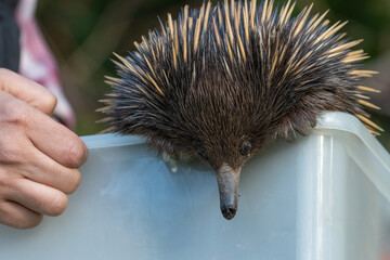 Short-beaked echidna being released into the forest after being found on the road, Sydney, Australia