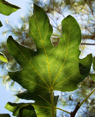 Hoja de higuera en un dia soleado