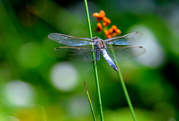 Dragonfly on a green leaf