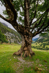 tree trunk of a giant sycamore in Gental