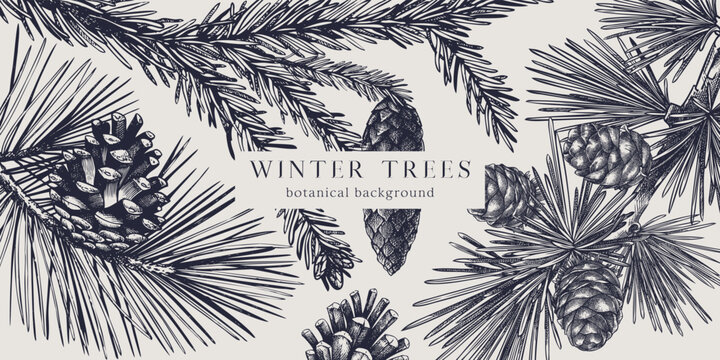 Christmas background. Vector frame with hand drawn conifer plants and cones sketch -  fir, spruce, pine, larch. Vintage design for Christmas decoration. Winter trees botanical illustration