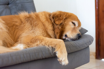 Cachorro da raça golden retriever dormindo em cima do sofá.