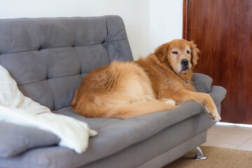 Cachorro da raça golden retriever dormindo em cima do sofá.