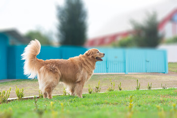 Cachorros da raça golden retriever passeando ao ar livre.