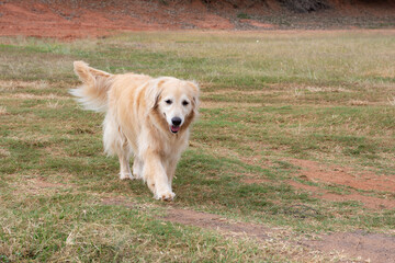 Cachorros da raça golden retriever passeando ao ar livre.