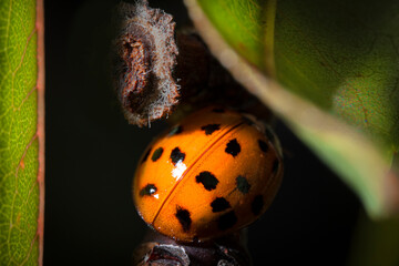 ladybug on leaf