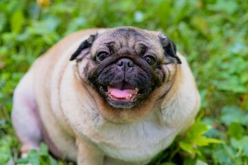 From above adorable pug dog sitting in park. Cute pug dog on a green lawn on a sunny summer day.
