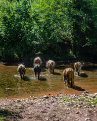 cows into river