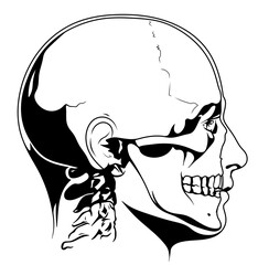 Anatomy of the human head. Illustration of a skull on a white background. Profile of a man. Bones.