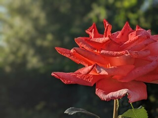 Close-up of beautiful red rose with warm green colors in blurry background