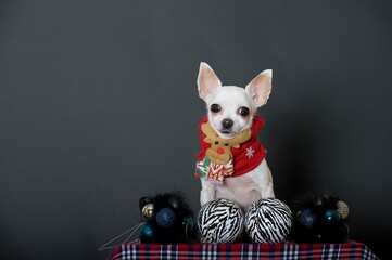 A small chihuahua dog in Christmas clothes sitting in a photo studio on a black background with a smile looks at the camera. There are Christmas toys in front of the dog.