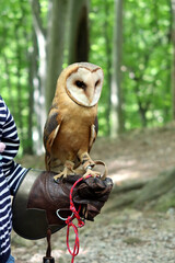 The barn owl (Tyto alba) closuep. Barn owl portrait.  Owl sitting on the leather training glove