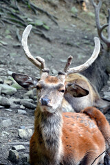 Naklejka na ściany i meble The red deer (Cervus elaphus) closeup. A male red deer - called a stag or hart