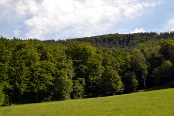 Green grass. Meadow in the mountains