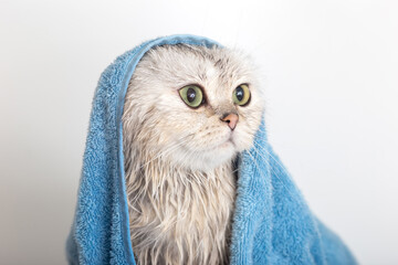 Funny wet white cute cat, after bathing in a blue towel