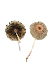 Parasola plicatilis The Pleated Inkcap Mushroom isolated on white background