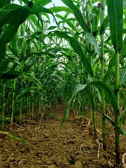 green corn field