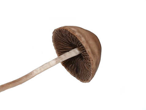 The little brown mushroom Panaeolus fimicola isolated on white background