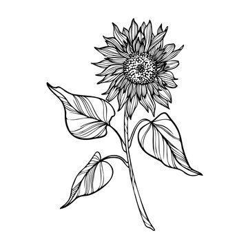 Line art illustration with sunflower