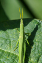 Obraz premium オンブバッタ 豆畑にて 9月