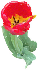 Realistic illustration of flower. Depiction of red plant. Decoration for cards, invitations. Floral. Tulip. - 528482417