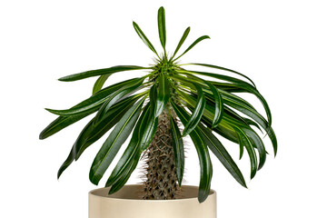 Closeup of a Madagascar palm cactus growing in a plastic planter isolated on a white background. Clipping path. Succulent plant growing in Madagascar and Africa. Macro.