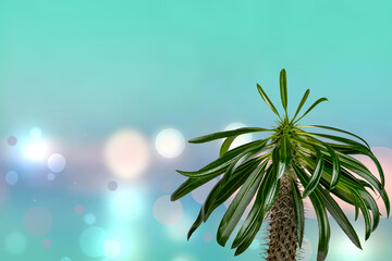 Palm tree over abstract blurred sunny tropical beach background. Madagascar palm cactus growing in Madagascar and Africa. Succulent plant.