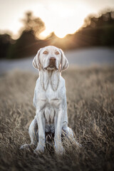 Blond labrador pup during sunset outside