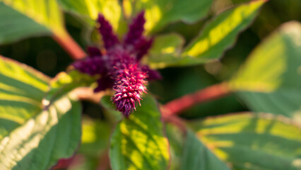 fleur rose en gros plan