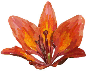 Realistic illustration of flower. Depiction of orange plant. Decoration for cards, invitations. Floral. Lily. - 528482865