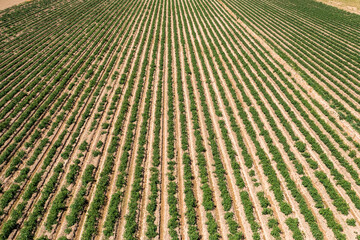 Aerial view, top view of fields and river background texture agriculture land of farming