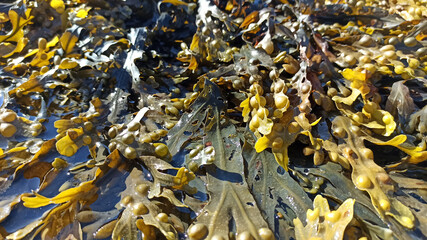 algues dans l'eau de mer