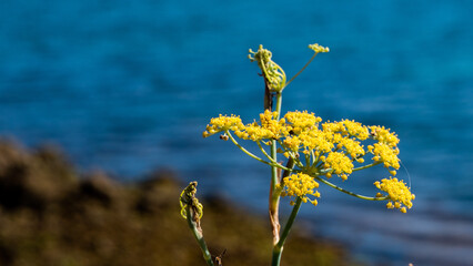 fleur photographi&eacute;e devant l'oc&eacute;an
