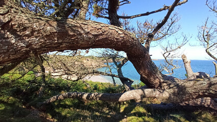 Arbre cassé devant la mer