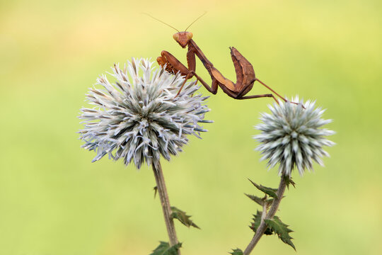 Insect Mantis religiosa sits on  plant Echinops sphaerocephalus