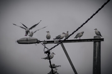 Seagulls are flying and walking around near the village lake