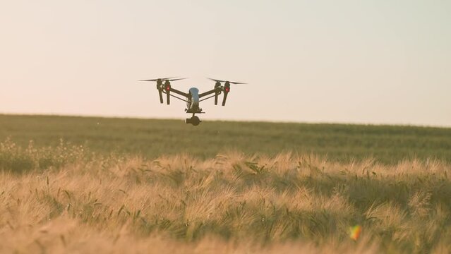 Quadcopter flying above wheat field, mapping during harvest in summer. Shooting of drone in agriculture. Farmland, out of town. Outdoor. Daytime, sunshine