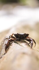 spider on the ground