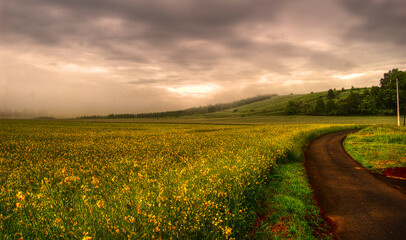 Obraz premium road in the field