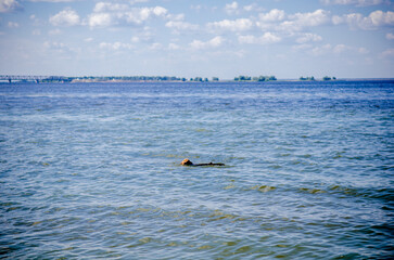 Dog with a stick in its teeth swims in the water of the river, sunny weather in the summer
