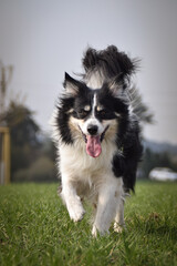 Border collie is running on the field with shag. He is so funny outside.