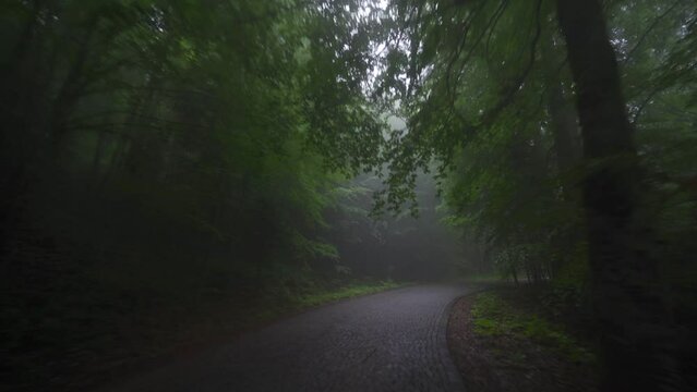 Curvy Forest road.
Image recorded inside the moving car on the foggy forest road.
