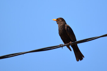 Blackbird on a branch