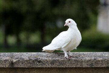 White dove pigeon on the rock