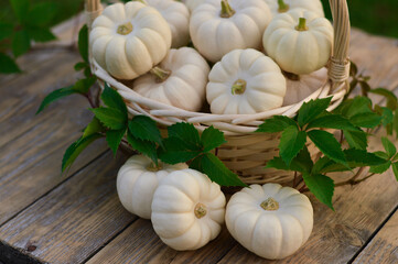 Close-up of beautiful pale ghostly white pumpkins in a basket on an autumn market wooden table for Halloween or Thanksgiving.