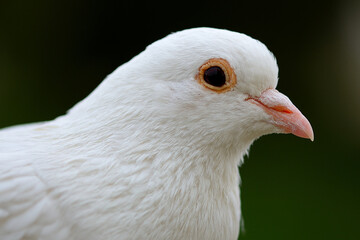 Close up of a white pigeon dove
