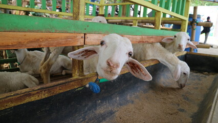 The atmosphere of a sheep farm in Malang Regency, Indonesia