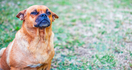 Funny head shot of cute crossbreed brown pug dog sitting and smiling happily, standing facing front. Looking curious towards camera. - obrazy, fototapety, plakaty