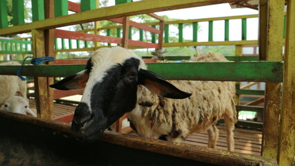 The atmosphere of a sheep farm in Malang Regency, Indonesia